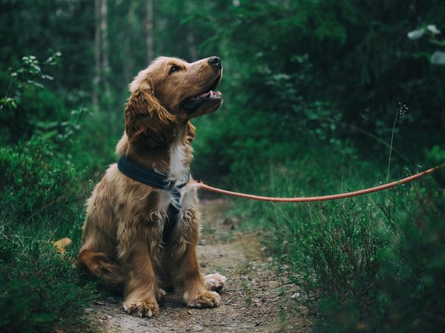 5 простых способов научить собаку не тянуть поводок