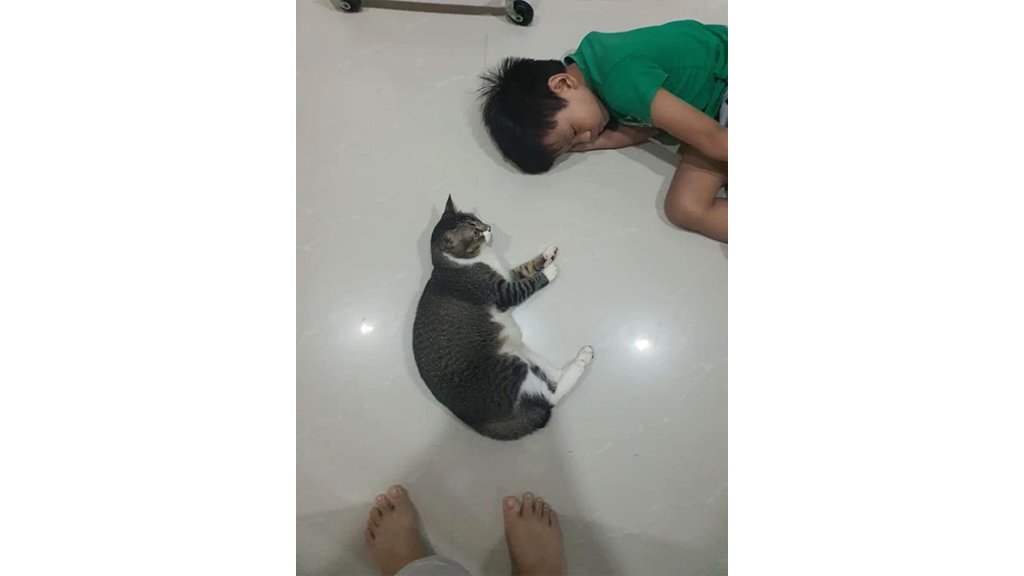 Кошка Кошка