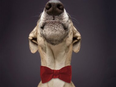 Pets.mail.ru Pets.mail.ru