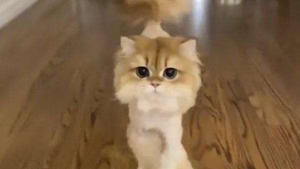 Кошка превратилась в метелку — вы должны это увидеть