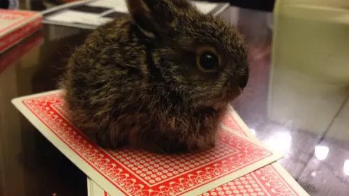 Кролик размером с игральную карту.
