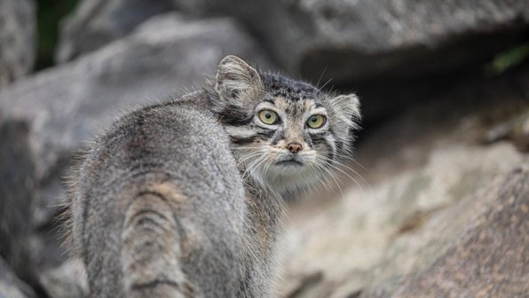 10 секретов, которые скрывает манул — самый хмурый кот в мире