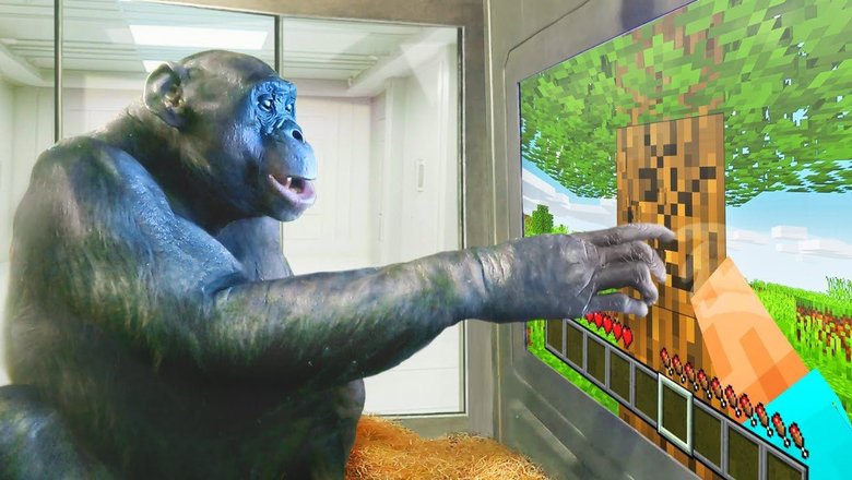 Шимпанзе Канзи играет в Minecraft. Фото: YouTube