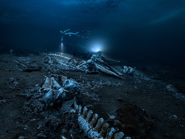 лучшие подводные фото 2022 года по версии премии Through Your Lens