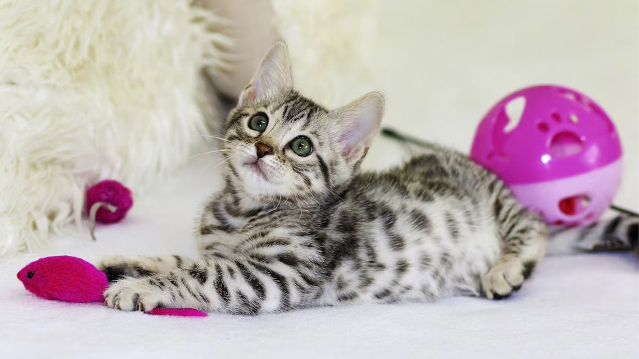 Котенок лежит с игрушками Котенок лежит с игрушками