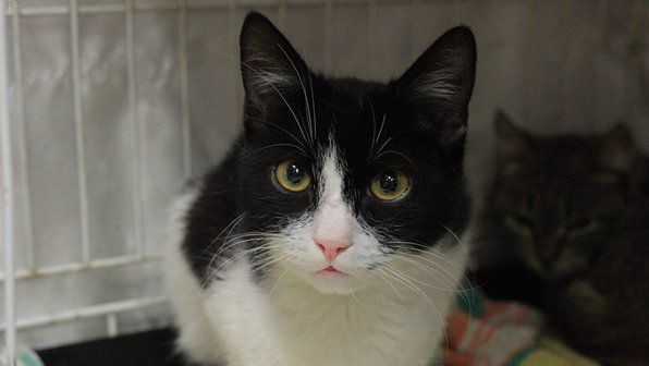 Котенок с раной на шее подбегал к людям и умолял его спасти