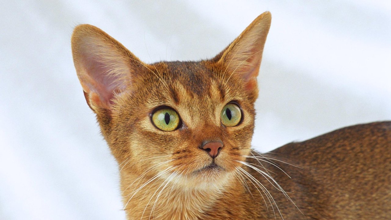 Абиссинская кошка Абиссинская кошка