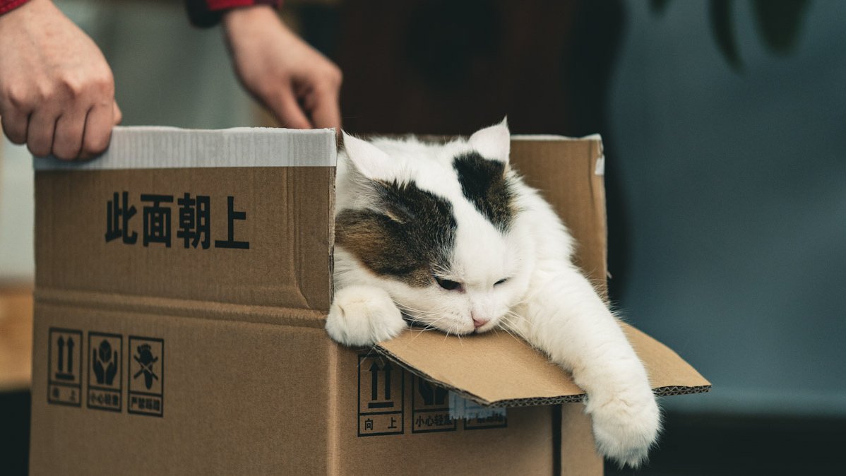 Кошка и коробка