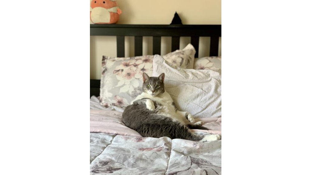 Кот