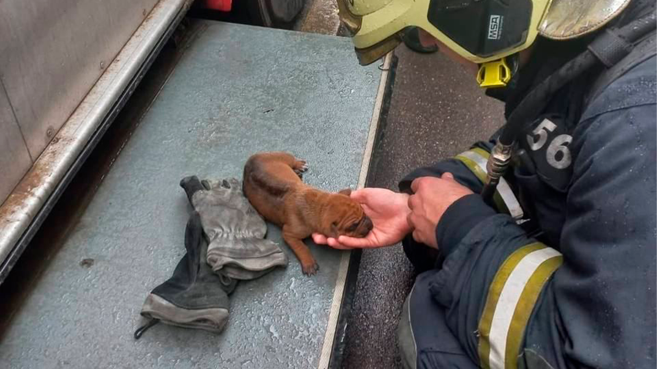 Хозяйка щенка не смогла его найти во время пожара