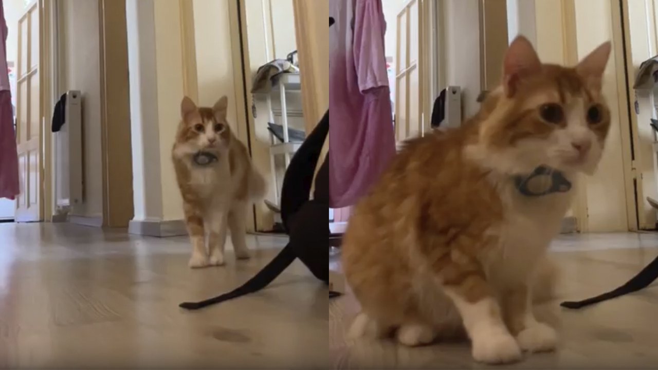 Кот сидит Кот сидит