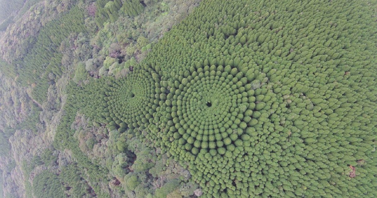 Этот лес в Японии образует странные круги: зачем они нужны