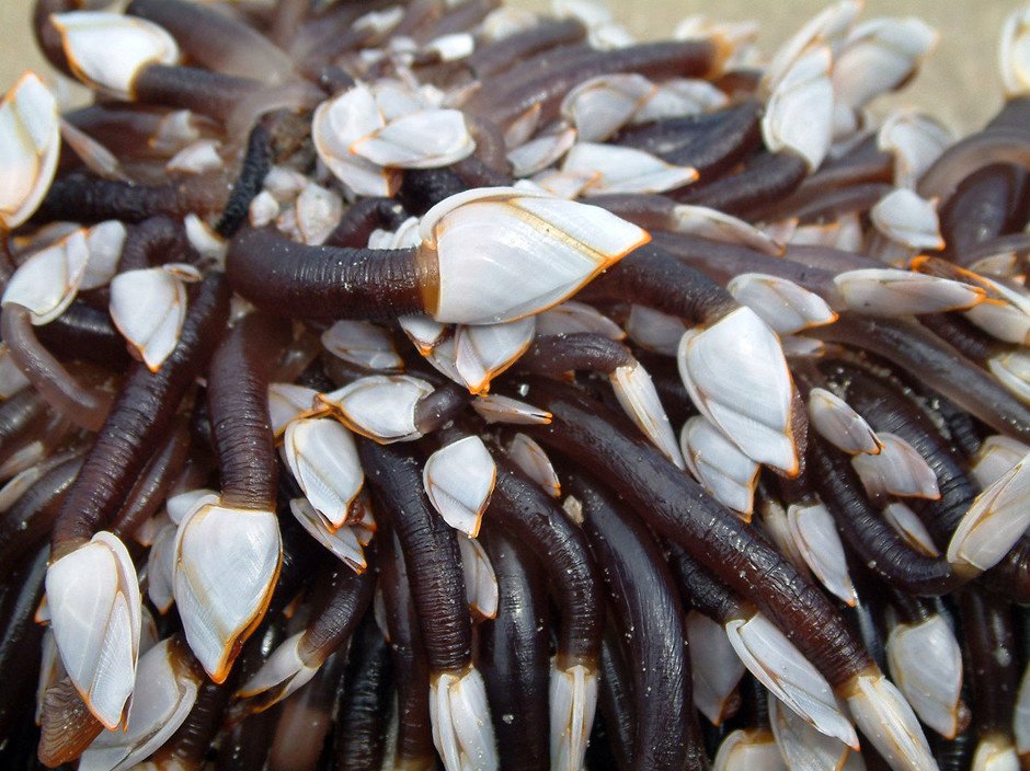 Фото продукта морская уточка