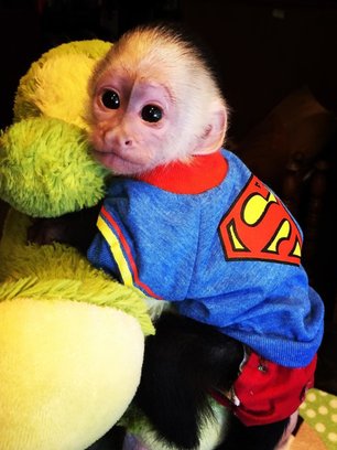 Slide image for gallery: 6360 | У обезьянки есть несколько забавных костюмов @instagram.com/rafiki21016