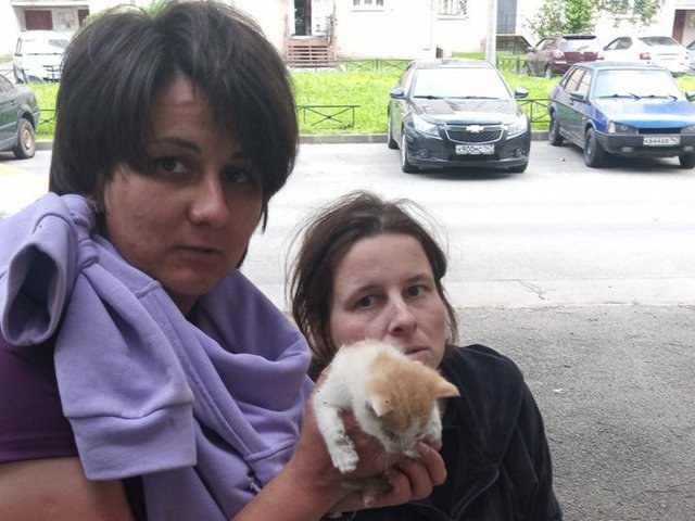 В Петербурге спасли котенка, застрявшего под решеткой пандуса