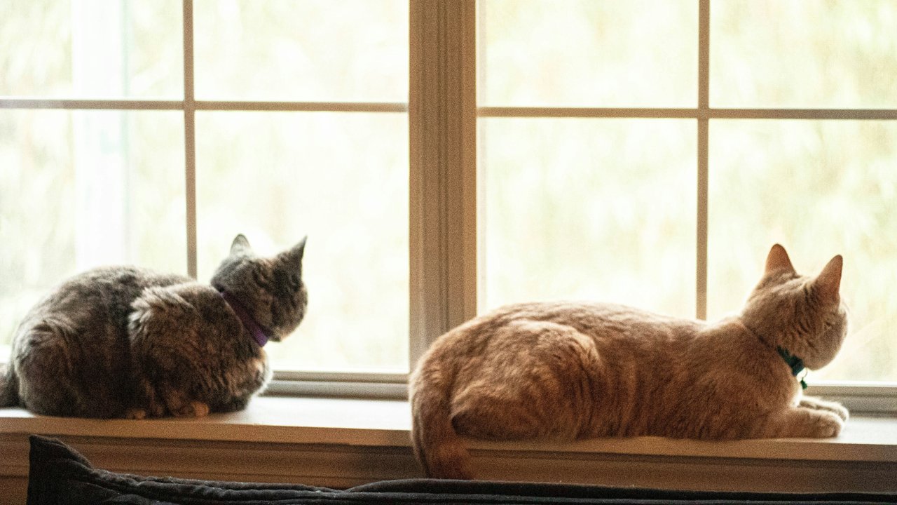 Кошки у окна