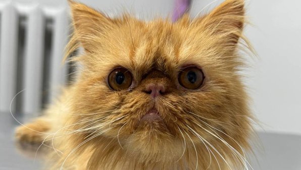 На Ставрополье спасли истощенного породистого котика