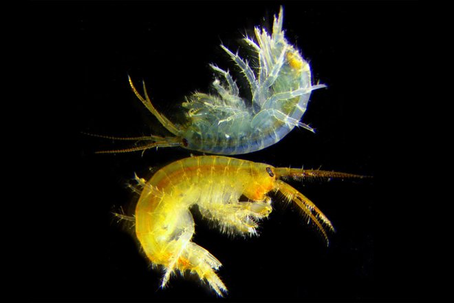Типичный вид объекта исследования — байкальского рачка Eulimnogammarus cyaneus