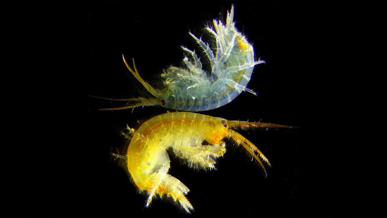 Типичный вид объекта исследования — байкальского рачка Eulimnogammarus cyaneus