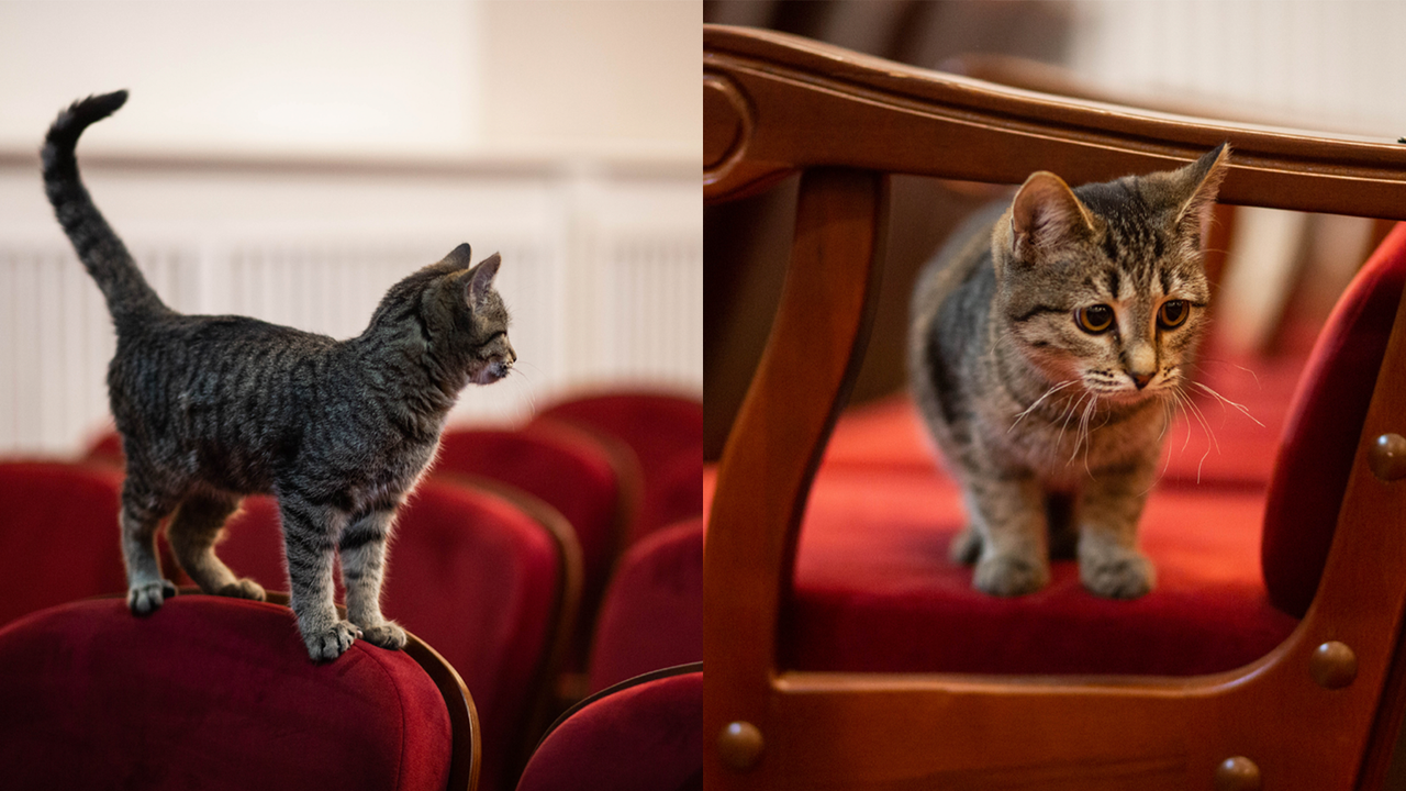 В Ачинске в драмтеатре выступил котенок — и это милота!