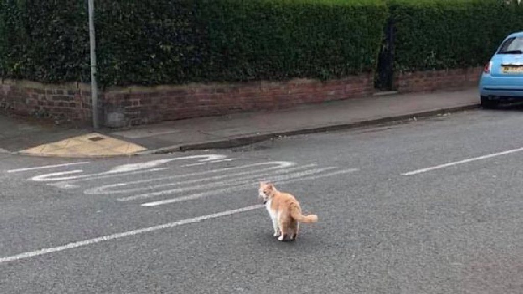 Коты убегают из дома. Кот убегает в переулке. Убежал кот Перово.