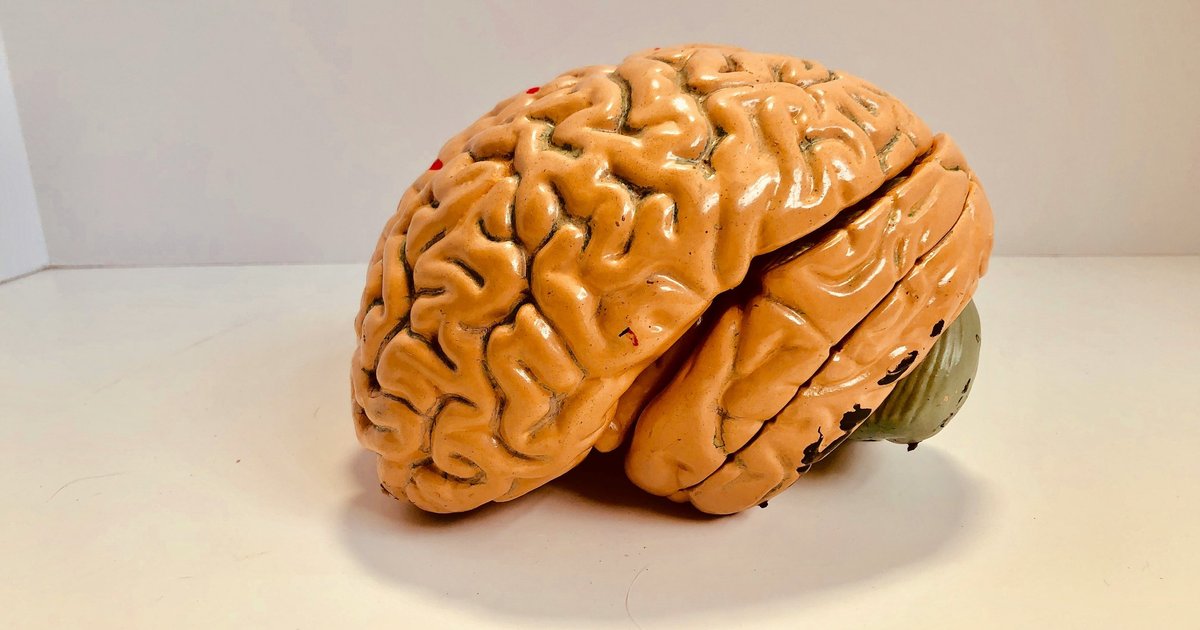 Ученые выяснили, как любопытство влияет на мозг