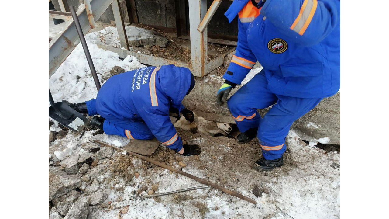 Собака побежала за кошкой и попала в ловушку