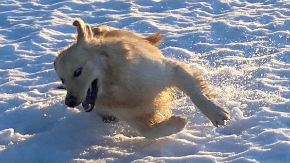 Собаки VS снег: 20 фото, которые улыбнут вас в зимний день