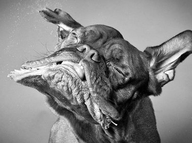 Slide image for gallery: 1471 | Самые смешные собаки (ФОТО)