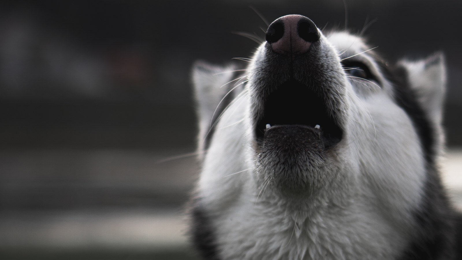 Почему собаки воют, когда рядом кто-то умирает? - Питомцы Mail.ru