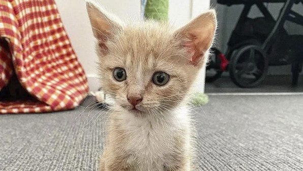 Котенок с парализованными лапами заново учится ходить