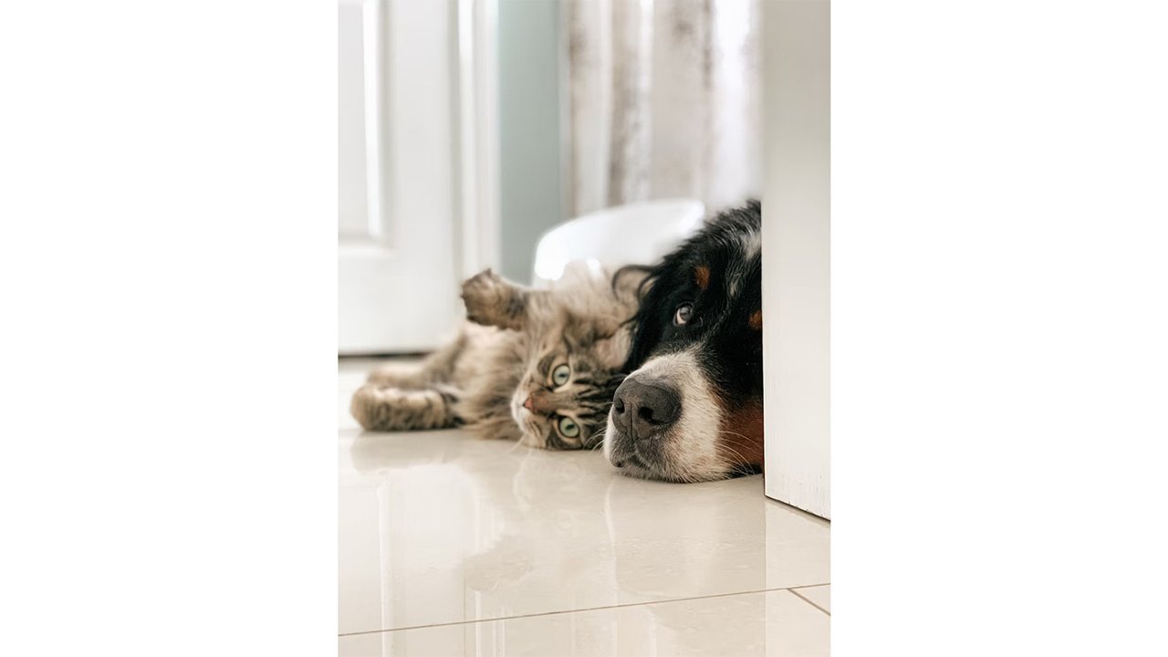 Кот лежит рядом с собакой