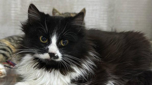 На Кубани спасли котенка, который бежал на трех лапах за людьми и просил о помощи
