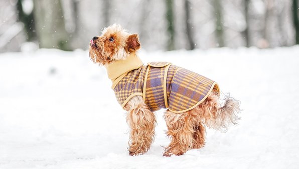 5 опасностей, которые ждут вашу собаку этой зимой