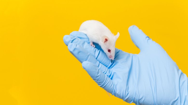 Лабораторные мыши снова помогают человеку проверить действие новых лекарств. Фото: discovermagazine.com