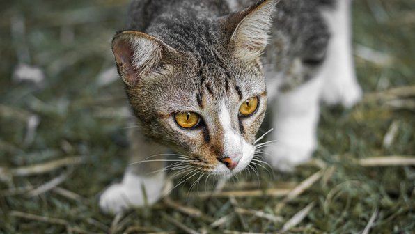 Ученые: кошки охотятся ради удовольствия, а не ради еды