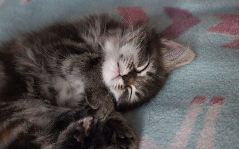 Котенка то есть. На свете есть котята