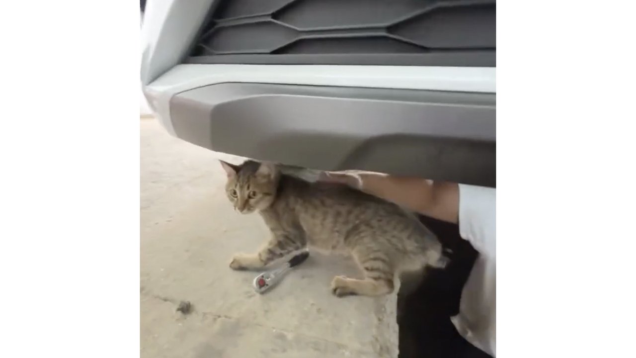 Спасенный котенок Спасенный котенок