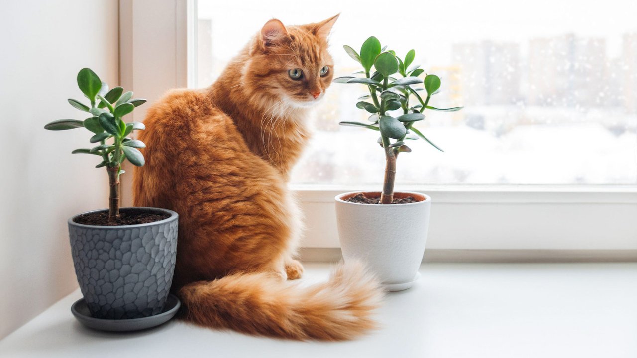 Кошачий телевизор | Почему кошки так любят смотреть в окна - Питомцы Mail.ru
