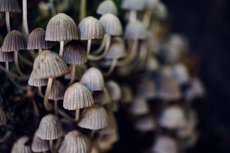 Ученые не уточнили, какие именно грибы использовали в создании электроники. Фото: Unsplash 