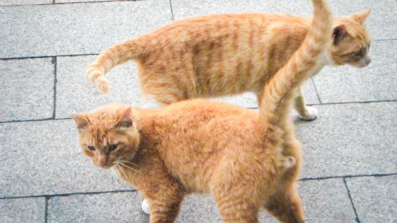 Хвостом и запахами: как кошки общаются друг с другом - Питомцы Mail.ru