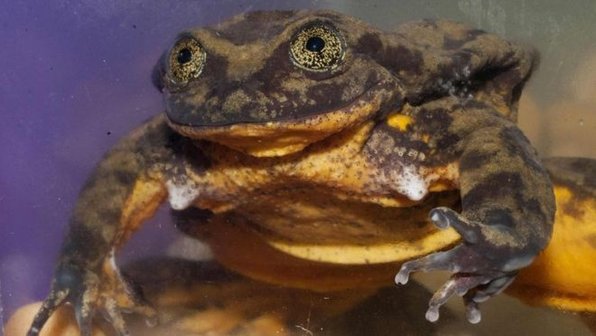 Последний из своего вида: водяной лягушке ищут пару