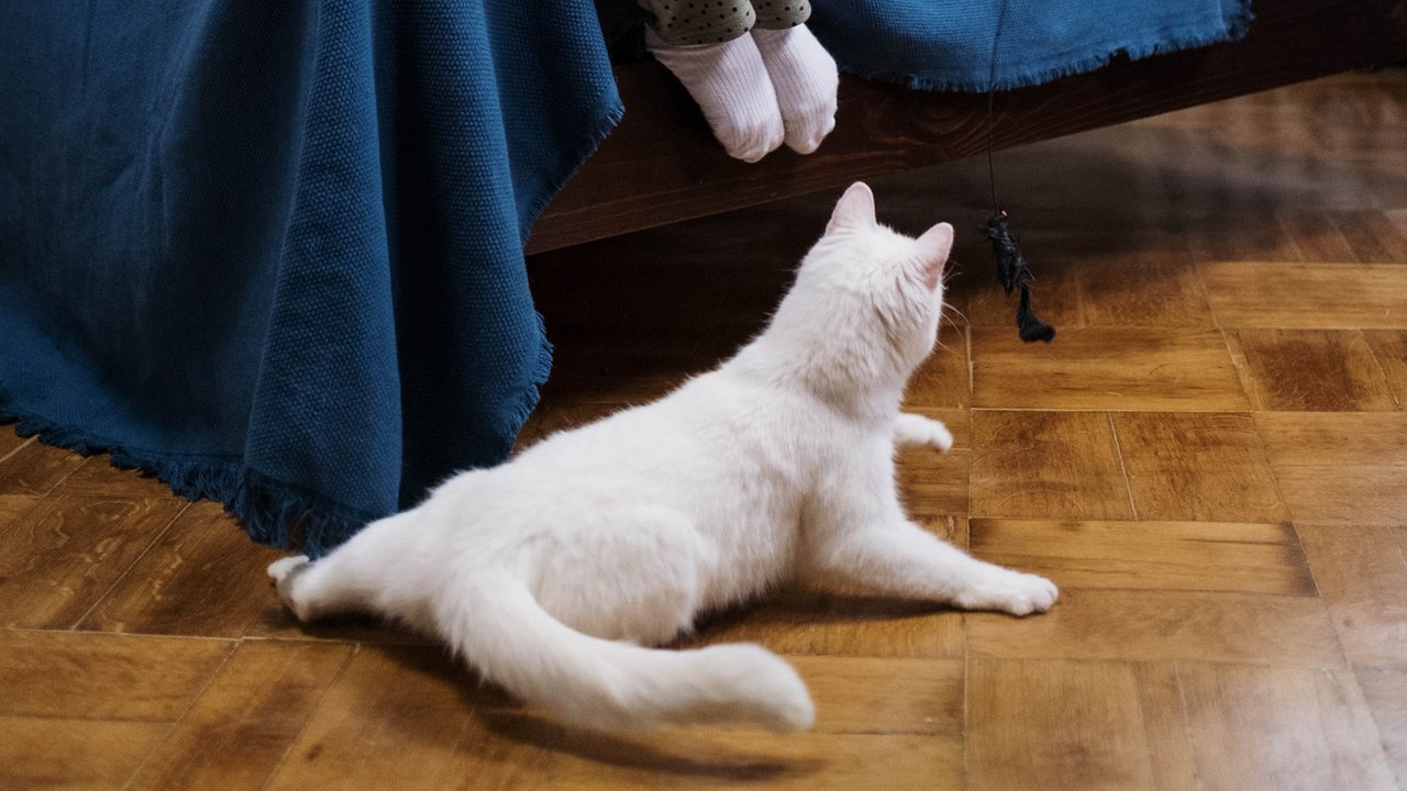 Кошка катается по полу