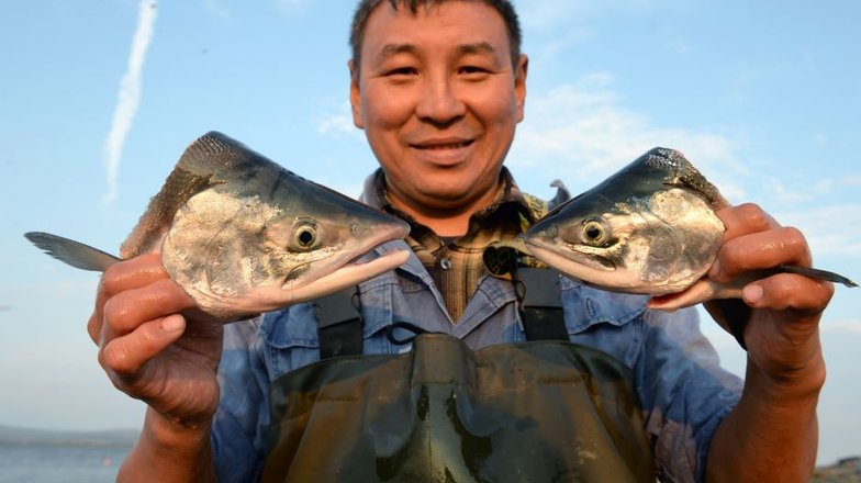 В водоемах Чукотки обитает множество видов рыб, преимущественно лососевых. В сезон на рыбе и икре местные жители могут неплохо заработать. Однако заработок этот не из легких – рыбалка на Чукотке схожа с испытанием на прочность из-за сурового климата.