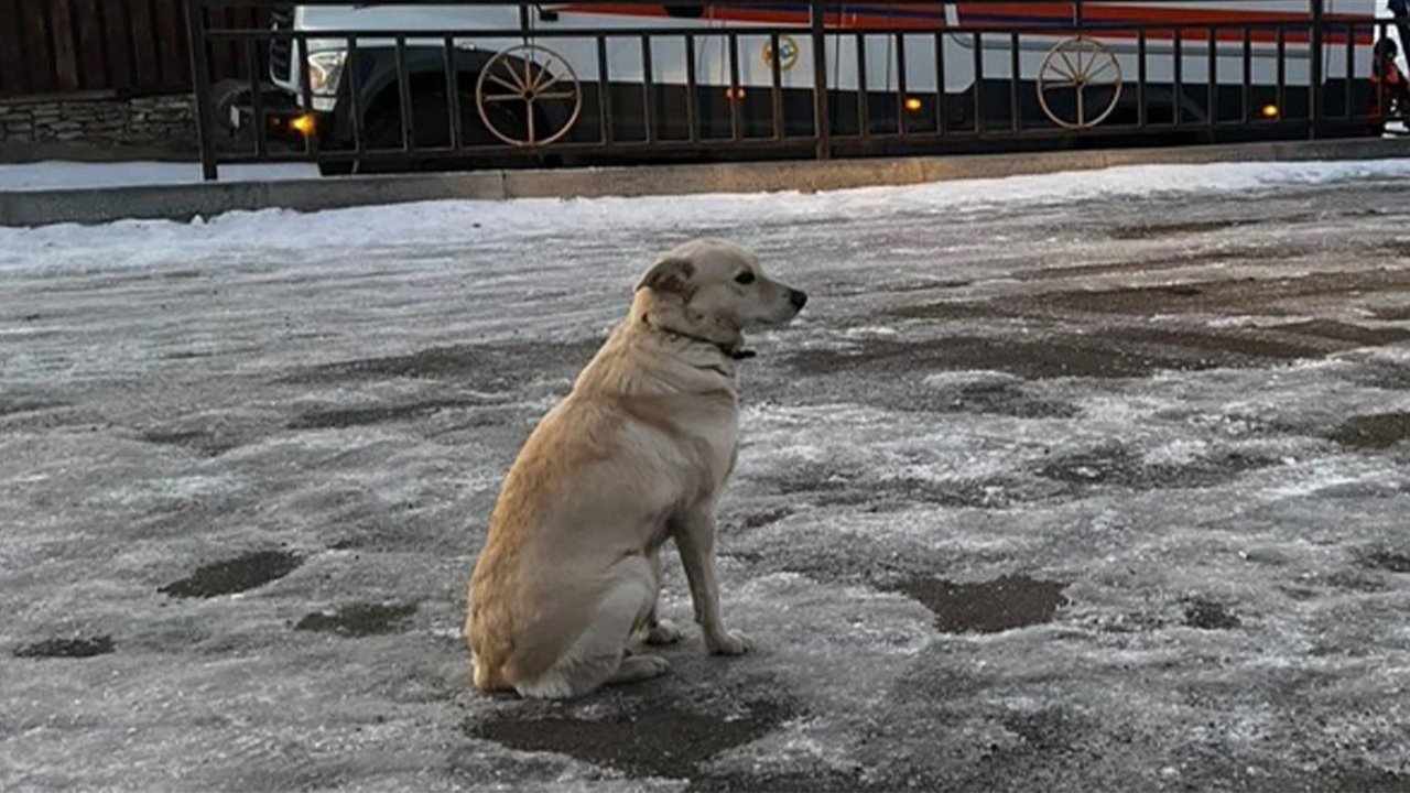 В Башкортостане собака четыре дня ждала погибшего хозяина В Башкортостане собака четыре дня ждала погибшего хозяина