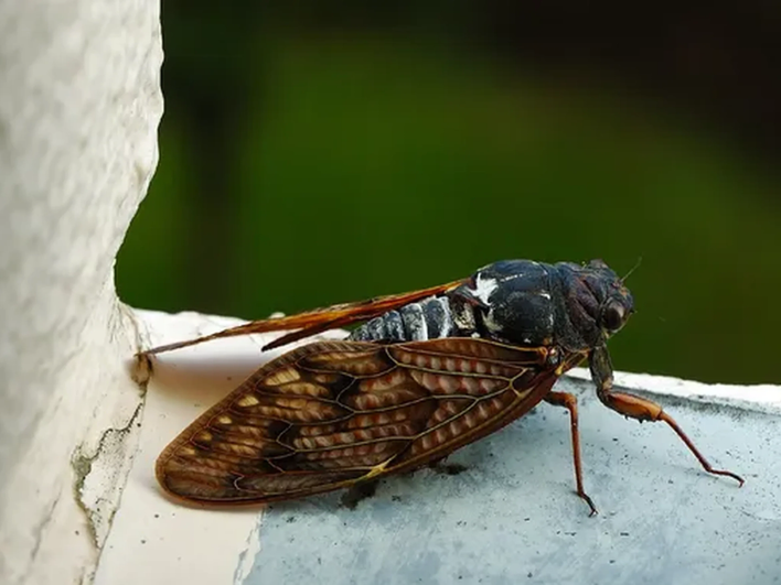 Graptopsaltria nigrofuscata Graptopsaltria nigrofuscata
