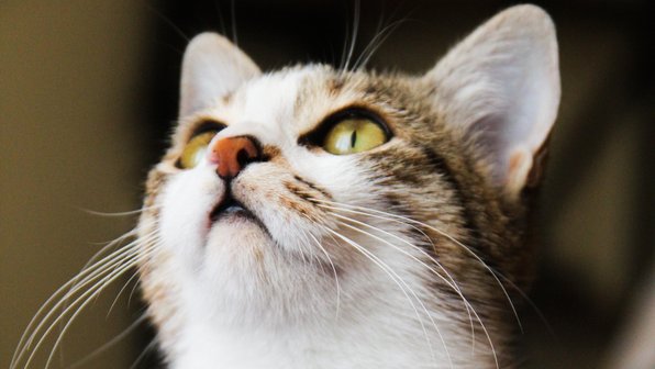 10 вещей, которые вы зря запрещаете кошке