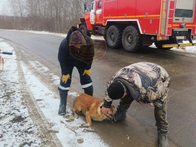 Под Ярославлем люди вытащили из полыньи собаку