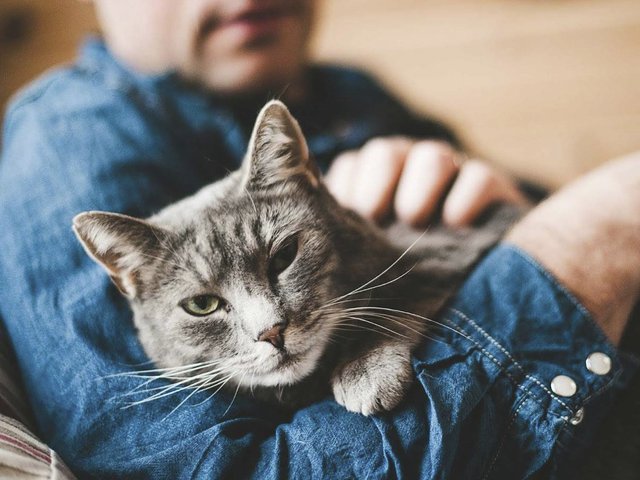 Не только от счастья: почему ваша кошка постоянно мурчит