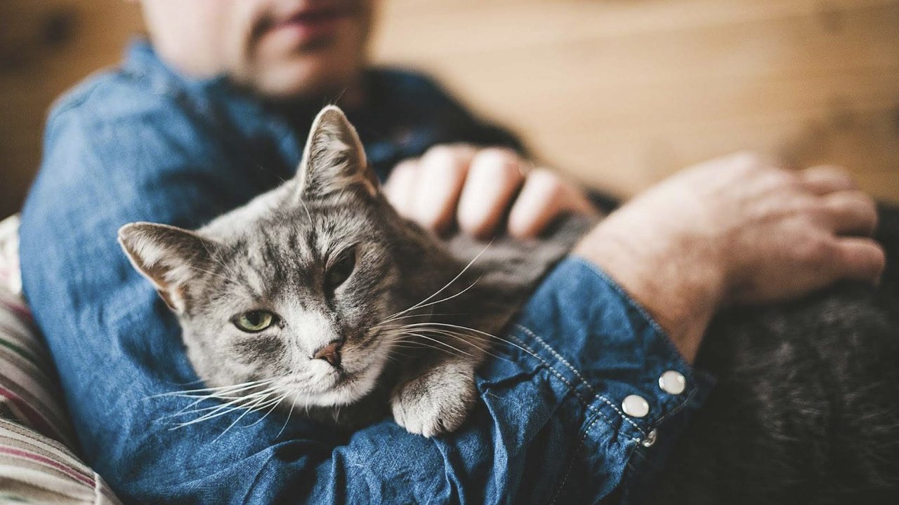 Кошка лежит на руках хозяина Кошка лежит на руках хозяина